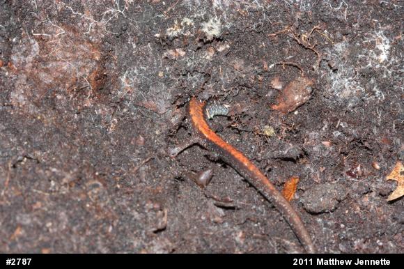 Eastern Red-backed  Salamander