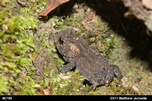 True Toads