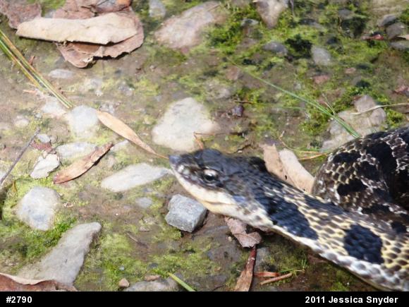 Eastern Hog-nosed Snake