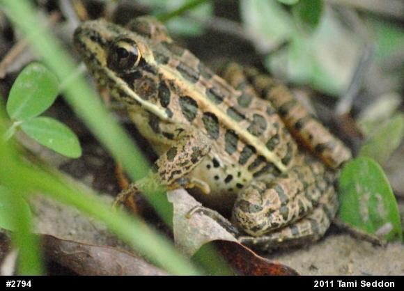 Pickerel Frog