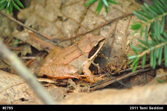 Wood Frog