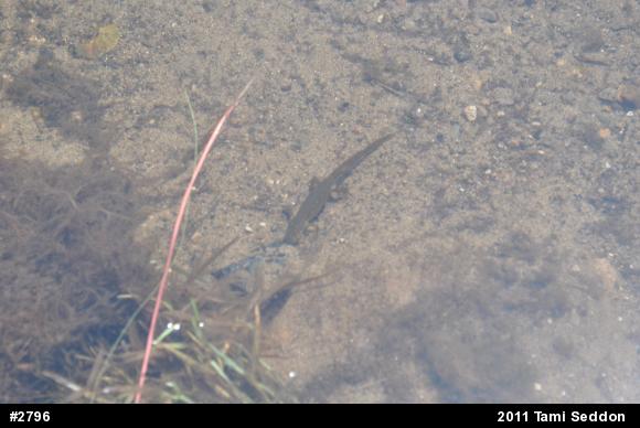 Red-spotted Newt