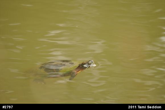 Painted Turtle