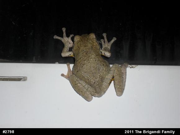 Gray Treefrog