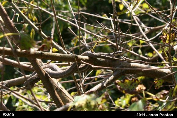 Queensnake