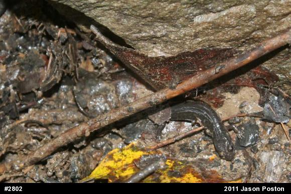 Northern Dusky Salamander