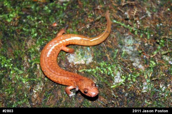 Northern Spring Salamander