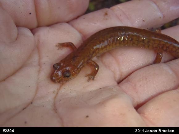 Northern Spring Salamander