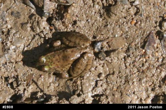 Green Frog