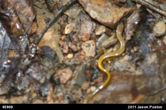 Northern Two-lined Salamander