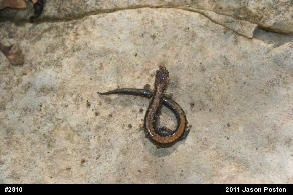 Eastern Red-backed  Salamander