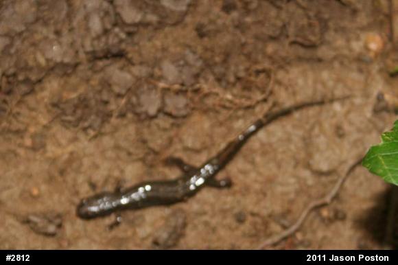 Allegheny Mountain Dusky Salamander