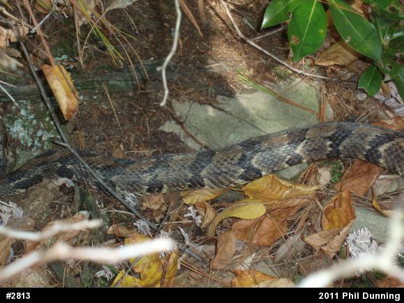 Timber Rattlesnake
