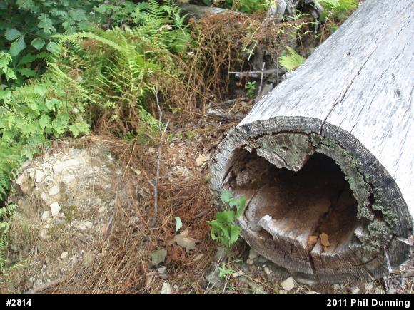 Timber Rattlesnake