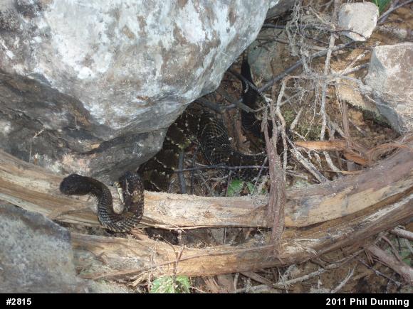 Timber Rattlesnake