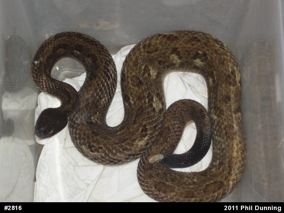 Timber Rattlesnake