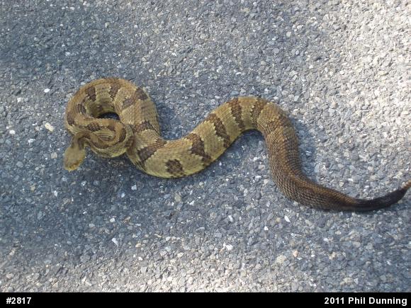 Timber Rattlesnake