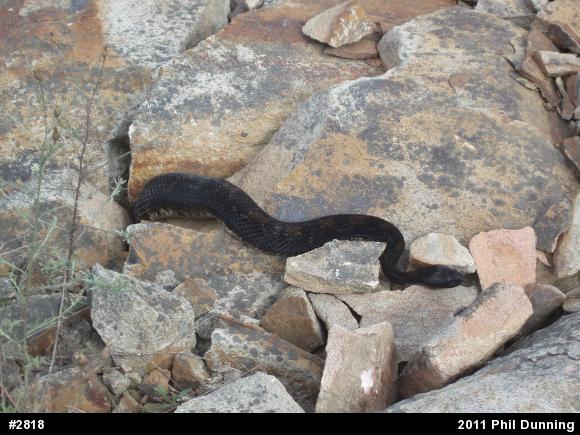 Timber Rattlesnake