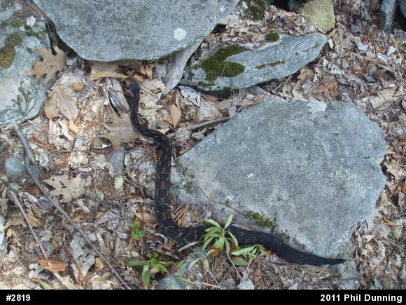 Timber Rattlesnake