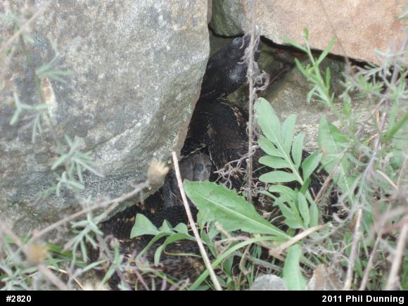 Timber Rattlesnake