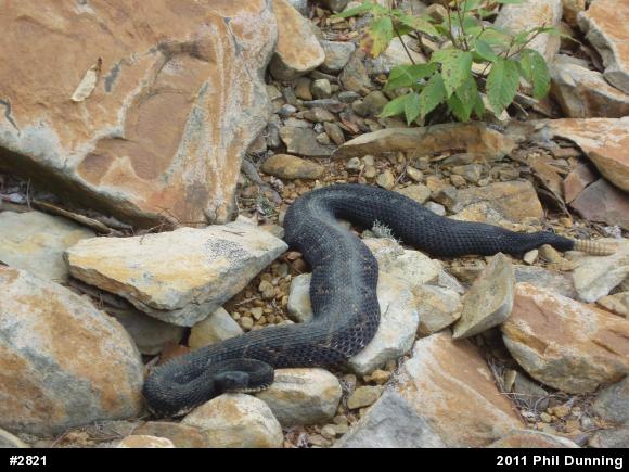 Timber Rattlesnake