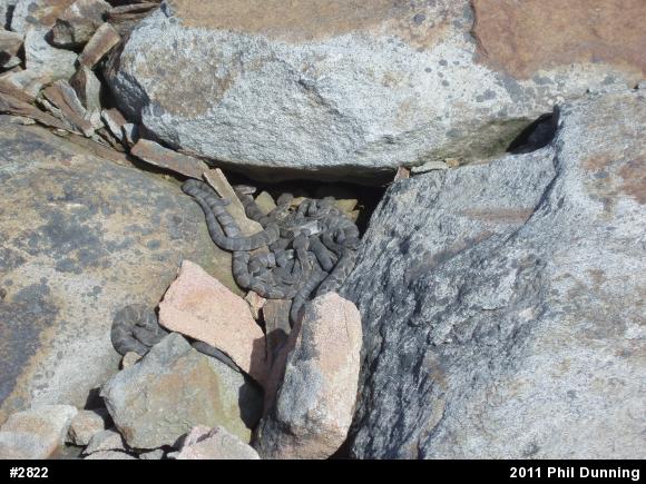 Timber Rattlesnake