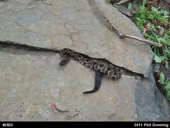 Timber Rattlesnake