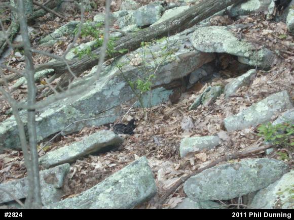 Timber Rattlesnake