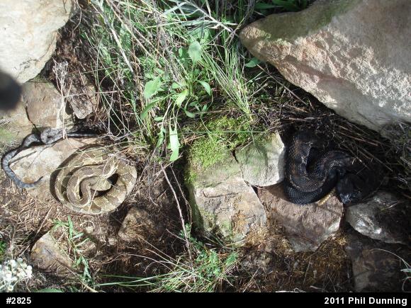 Timber Rattlesnake