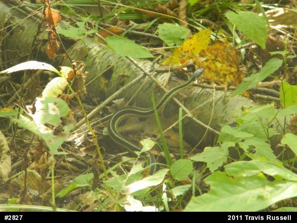 Eastern Gartersnake