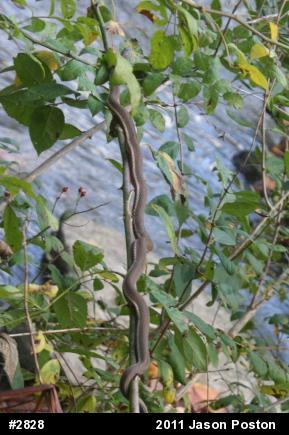 Queensnake
