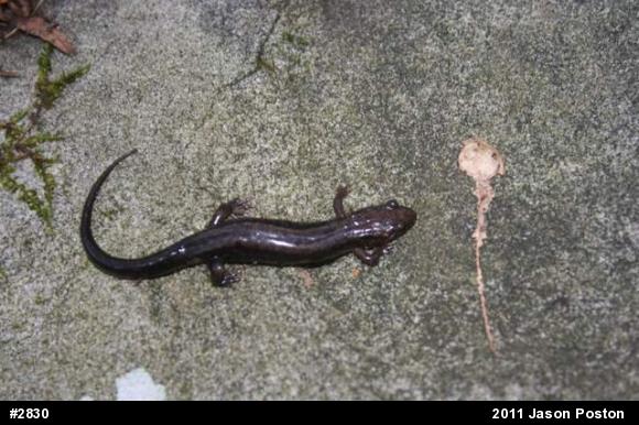 Allegheny Mountain Dusky Salamander