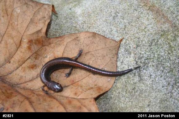 Eastern Red-backed  Salamander