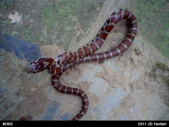 Eastern Milksnake