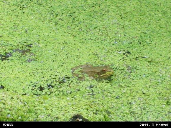 Green Frog