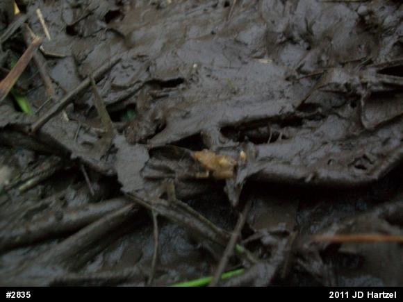 Spring Peeper