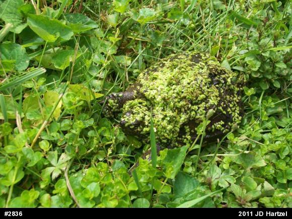 Snapping Turtle