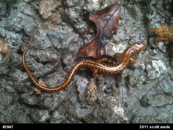 Eastern Long-tailed Salamander