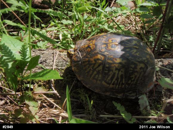 Eastern Box Turtle