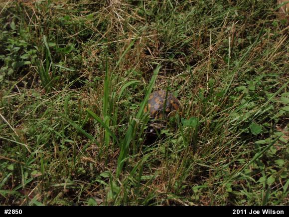 Eastern Box Turtle