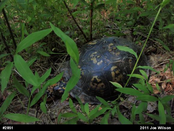 Eastern Box Turtle