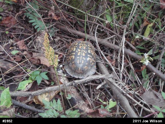 Eastern Box Turtle