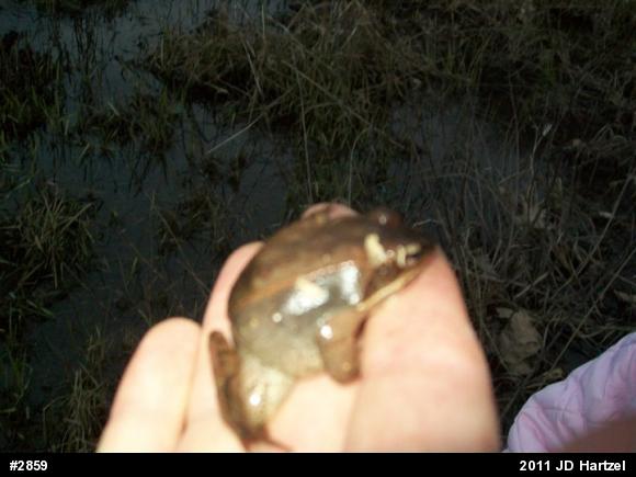 Wood Frog