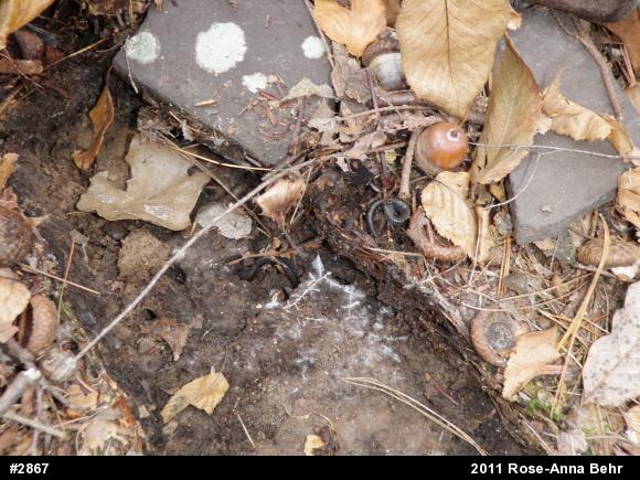 Eastern Red-backed  Salamander