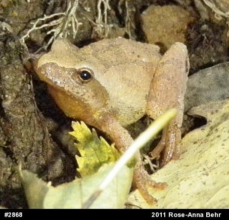 Spring Peeper