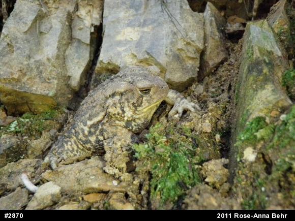 Eastern American Toad