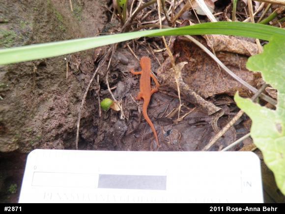 Red-spotted Newt