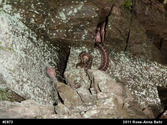 Eastern Gartersnake