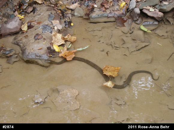 Northern Watersnake