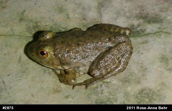 American Bullfrog